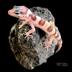 Leopard Gecko (Snow Bell Albino)