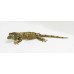 Mossy Gecko (Chahoua) CB25