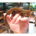 Mossy Gecko (Chahoua) CB25