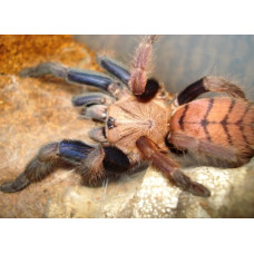 Tarantula - Indian Violet (Chilobrachys fimbriatus)