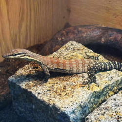 Kimberley Rock Monitor CB25