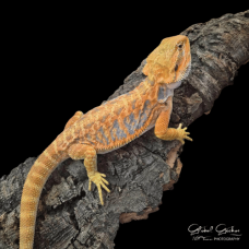 Bearded Dragon (Citrus Tiger Leatherback) Bearded Dragon (Citrus Tiger Leatherback)