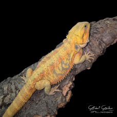 Bearded Dragon (Citrus Hypo Translucent) Bearded Dragon (Citrus Hypo Translucent)