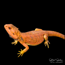 Bearded Dragon (Red Hypo Translucent) Bearded Dragon (Red Hypo Translucent)