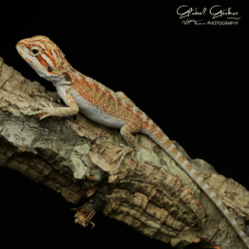 Bearded Dragon Red Hypo