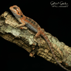 Bearded Dragon Red Translucent Bearded Dragon Red Translucent