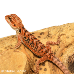 Bearded Dragon (Red Hypo Leatherback)