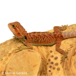Bearded Dragon (Red Hypo Translucent)