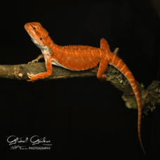 Bearded Dragon (Red Monster x Spanish Red Hypo) CB25