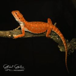 Bearded Dragon (Red Monster x Spanish Red Hypo) CB25