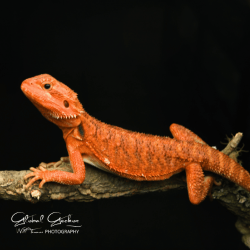 Bearded Dragon (Red Monster x Spanish Red Hypo Translucent) CB25