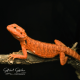 Bearded Dragon (Red Monster x Spanish Red Hypo Translucent) CB25