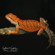 Bearded Dragon (Red Monster x Spanish Red) CB25