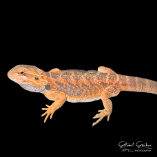 Bearded Dragon (Red Hypo) Bearded Dragon (Red Hypo)