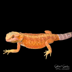 Bearded Dragon (Red Translucent) Bearded Dragon (Red Translucent)