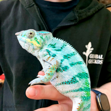 Panther Chameleon (Nose Faly) - Male