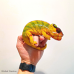 Panther Chameleon (Nosy Mitsio) - Male CB24