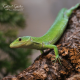 Green Keel Bellied Lizard CB24
