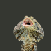 Frilled Dragon CB26