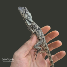 Frilled Dragon CB26