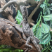 Frilled Dragon CB26