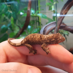 Mossy Gecko (Unsexed)