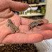 Shield Tailed Agama (Breeding group 1.3) Shield Tailed Agama (Breeding group 1.3)
