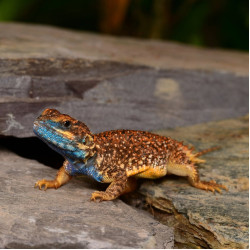 Shield Tailed Agama (Breeding group 1.3) Shield Tailed Agama (Breeding group 1.3)