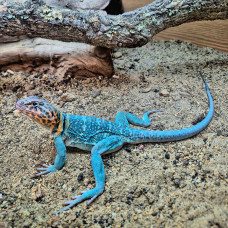 Eastern Collared Lizard "Wichita Mountain" CB26