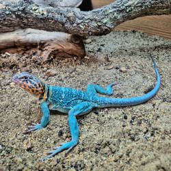 Eastern Collared Lizard "Wichita Mountain" CB26 Eastern Collared Lizard "Wichita Mountain" CB26
