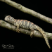 Ornate Uromastyx CB25