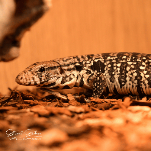 lizard black and white picture