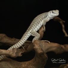 Desert Iguana CB25