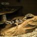 Chuckwalla CB25