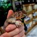 Oman Uromastyx CB25