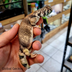 Oman Uromastyx CB25