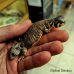 Oman Uromastyx CB25