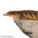 Blue Tongue Skink (Northern) CB26 Blue Tongue Skink (Northern) CB26