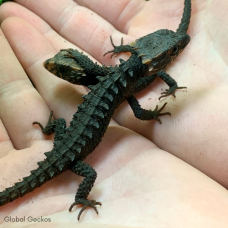 Red Eyed Crocodile Skink CB25