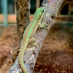 Robert Merten's Day Gecko