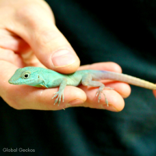 Turquoise Anole 