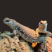 Desert Iguana CB25