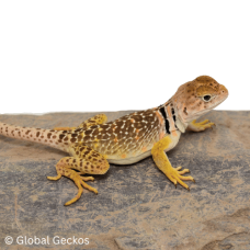 Eastern Collared Lizard CB26 Eastern Collared Lizard CB26
