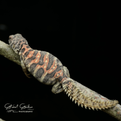 Ornate Uromastyx CB25