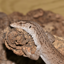 Pygmy Mulga Monitor (Proven Trio)