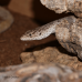 Pygmy Mulga Monitor (Proven Trio)