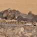 Pygmy Mulga Monitor (Proven Trio)