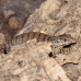 Pygmy Mulga Monitor (Proven Trio)