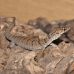 Pygmy Mulga Monitor (Proven Trio)