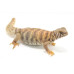 Ornate Uromastyx CB25